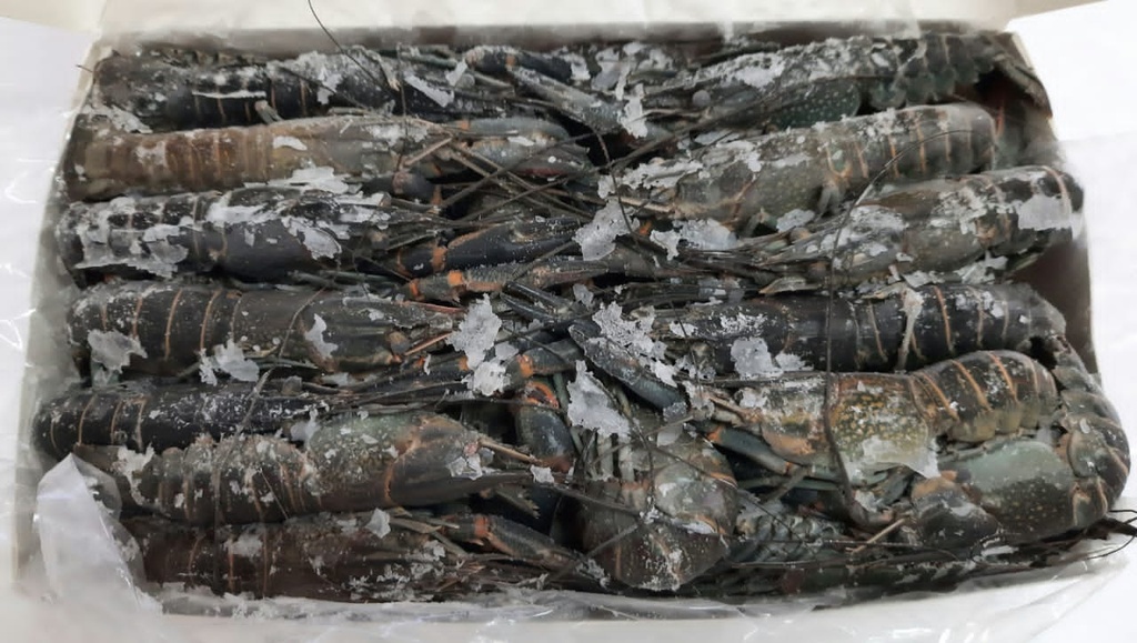 LANGOSTA DE AGUA DULCE (Envase 2 kg)